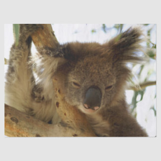Wild koala sleeping on eucalyptus tree, Photo Tissue Paper