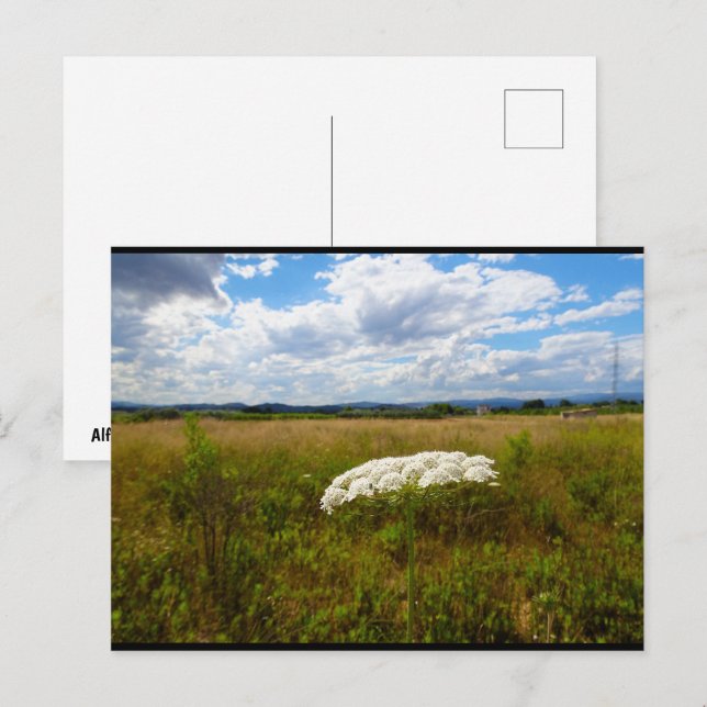 Wild Lace in the Meadow Postcard (Front/Back)