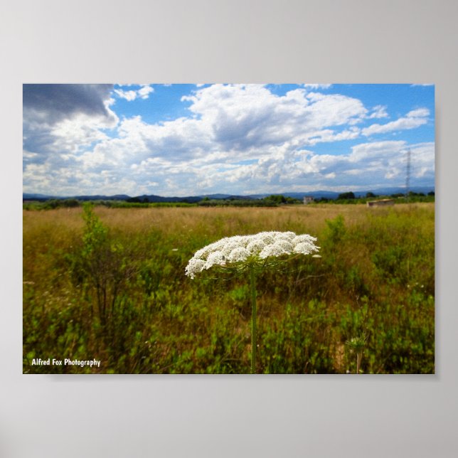 Wild Lace in the Meadow Poster (Front)