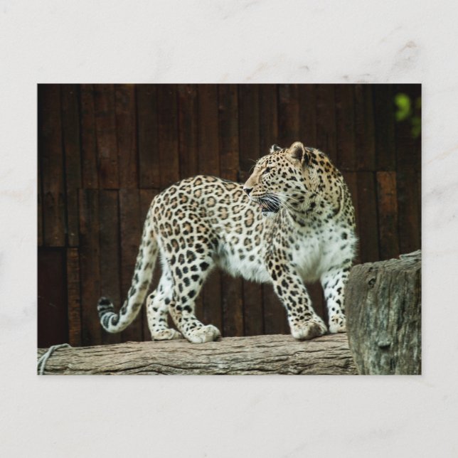 Wild Life Leopard Looking Back Over Its Shoulder Postcard (Front)