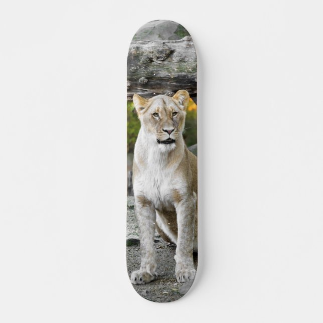 Wild Lioness Sitting Skateboard (Front)