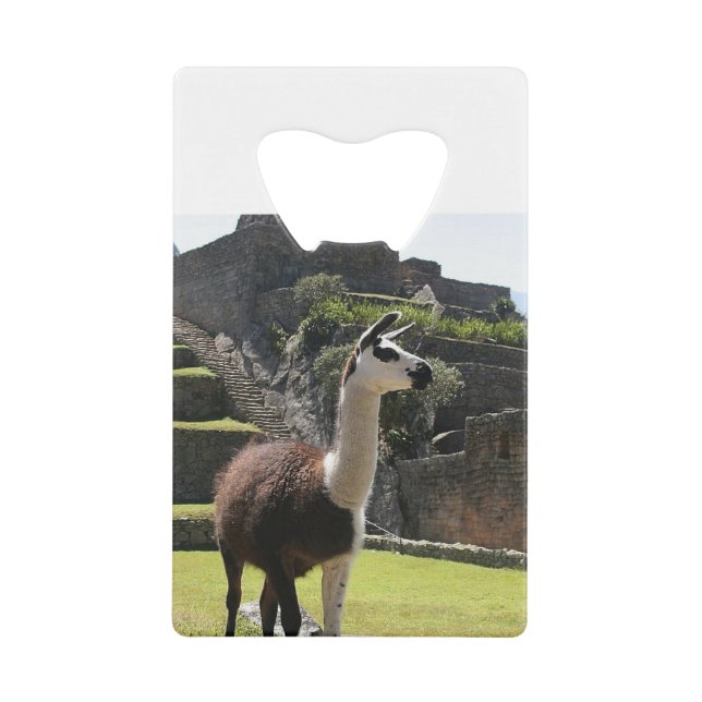 Wild Llama Near Ruins (Front)