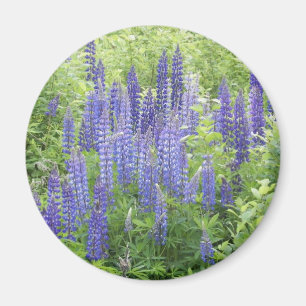 Wild Lupine Magnet