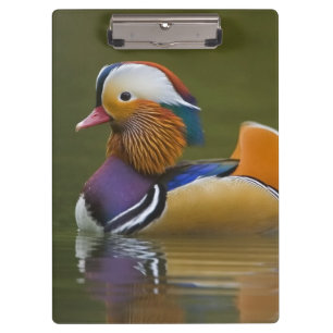 Wild Mandarin Duck Aix galericulata) on dark Clipboard