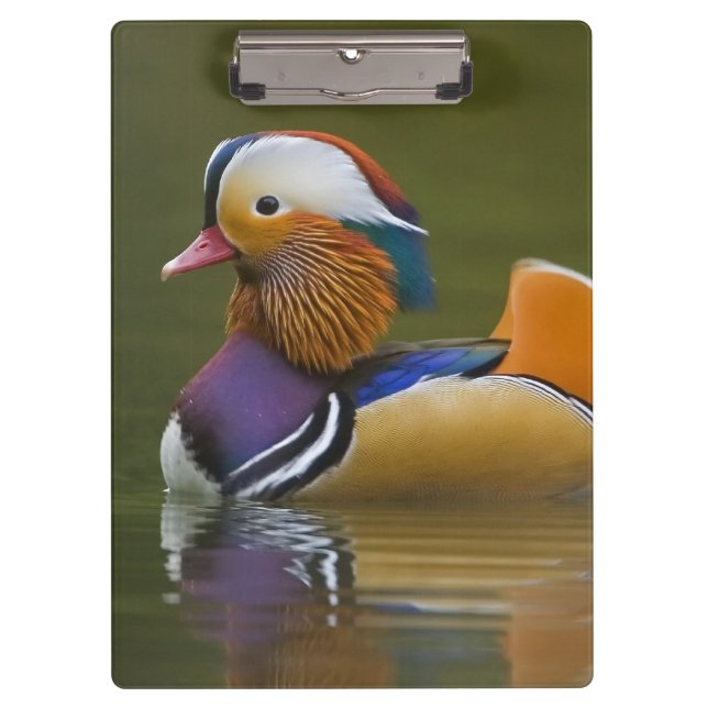 Wild Mandarin Duck Aix galericulata) on dark Clipboard (Front)