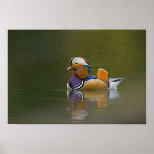 Wild Mandarin Duck Aix galericulata) on dark Poster