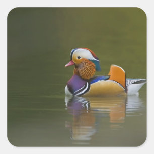 Wild Mandarin Duck Aix galericulata) on dark Square Sticker