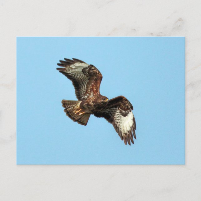 Wild Mäusebussard (Common Buzzard;  Buteo buteo) Postcard (Front)