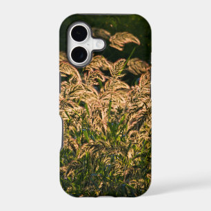 Wild Millet (Panicum Sp.) Growing In Wetland