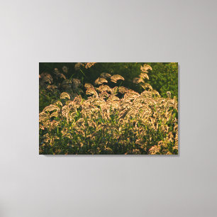 Wild Millet (Panicum Sp.) Growing In Wetland Canvas Print