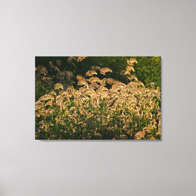 Wild Millet (Panicum Sp.) Growing In Wetland Canvas Print (Front)