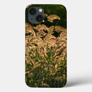 Wild Millet (Panicum Sp.) Growing In Wetland iPhone 13 Case