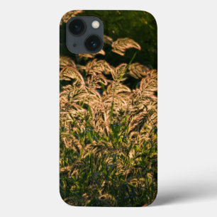 Wild Millet (Panicum Sp.) Growing In Wetland iPhone 13 Case