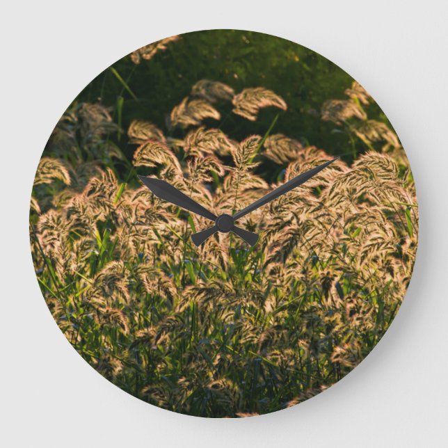 Wild Millet (Panicum Sp.) Growing In Wetland Large Clock (Front)