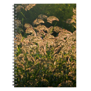 Wild Millet (Panicum Sp.) Growing In Wetland Spiral Notebook
