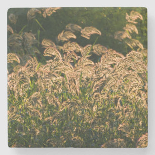 Wild Millet (Panicum Sp.) Growing In Wetland Stone Coaster