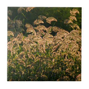 Wild Millet (Panicum Sp.) Growing In Wetland Tile