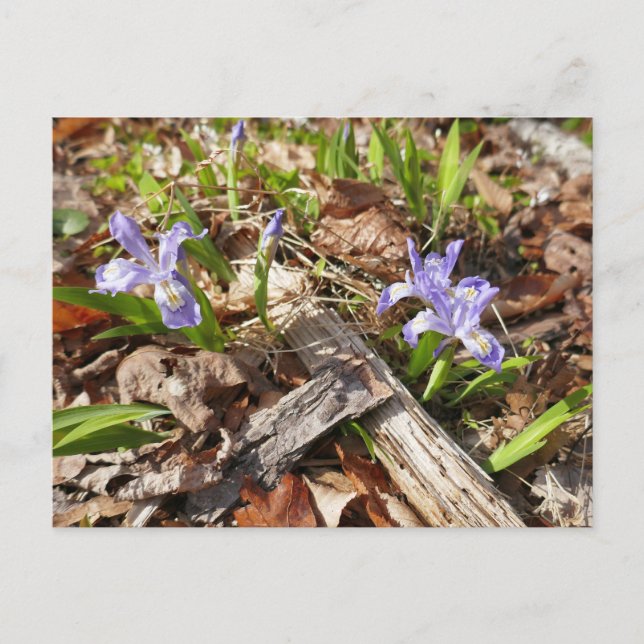 Wild Miniature Irises Postcard (Front)