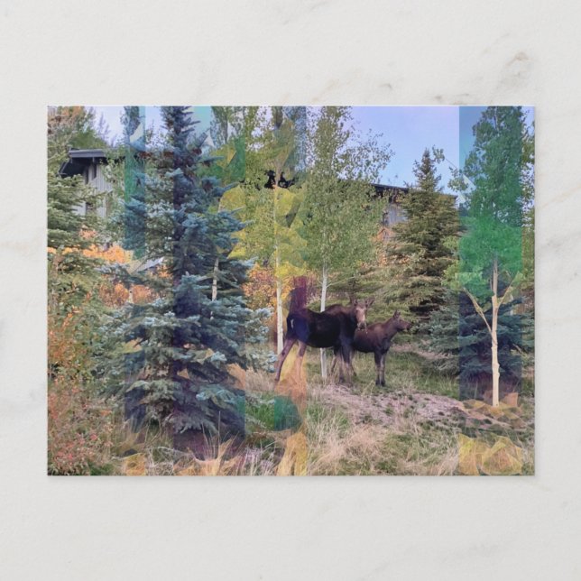 Wild Moose in Wyoming Postcard (Front)