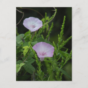 Wild Morning Glory Photo Postcard