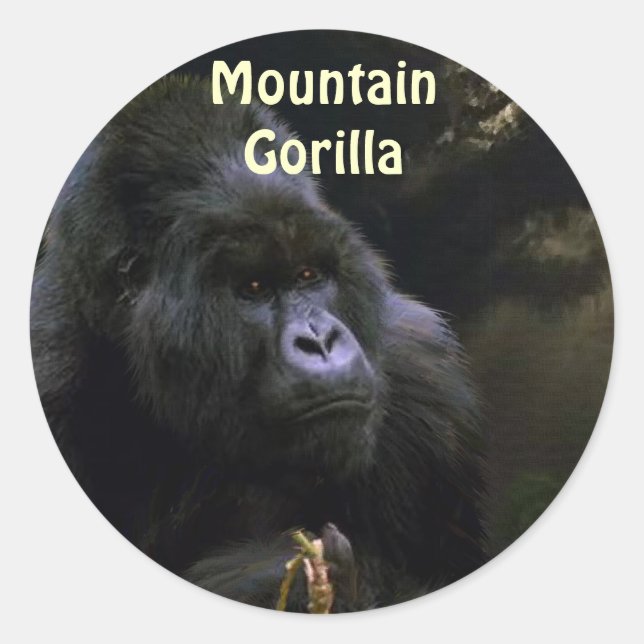 Wild Mountain Gorilla Primate Stickers (Front)