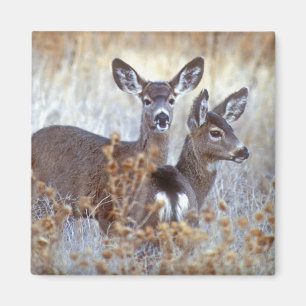 Wild Mule Deer Pair California Magnet