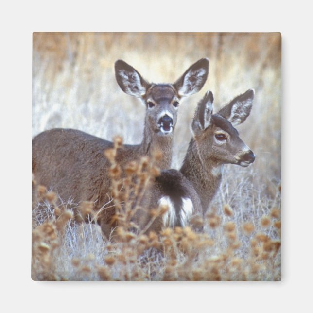 Wild Mule Deer Pair | California Magnet (Front)