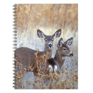 Wild Mule Deer Pair California Notebook