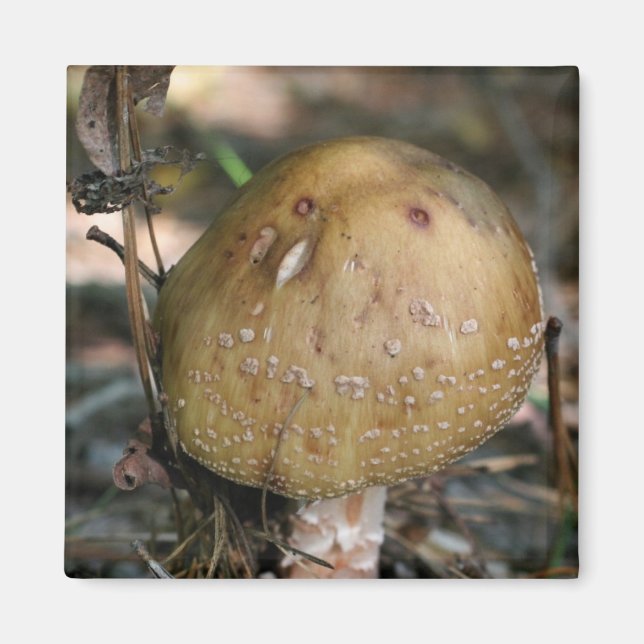 Wild Mushroom Nature Photo Magnet (Front)