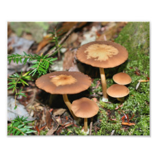 Wild Mushrooms And Moss 10x8 Nature  Photo Print