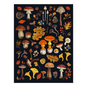Wild mushrooms on black poster