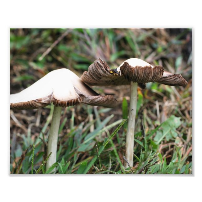 Wild Mushrooms Pair 10x8 Nature  Photo Print (Front)
