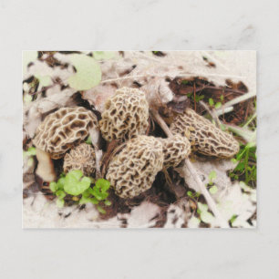 Wild Mushrooms, postcard