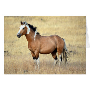 Wild Mustang Card