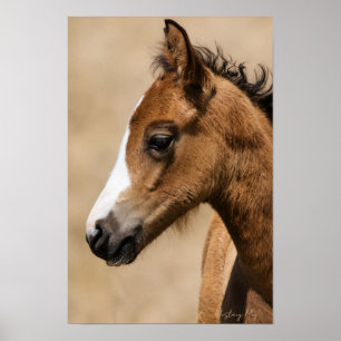Wild Mustang Colt- Apollo Poster