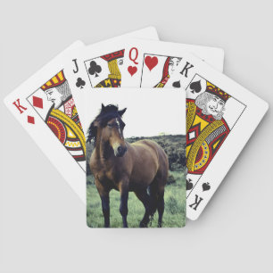 Wild Mustang Deck of Cards