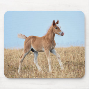 Wild Mustang Foal Mouse Pad