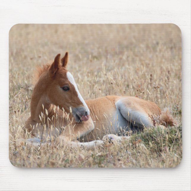 Wild Mustang Foal Mouse Pad (Front)