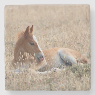 Wild Mustang Foal Wild Horse Stone Coaster