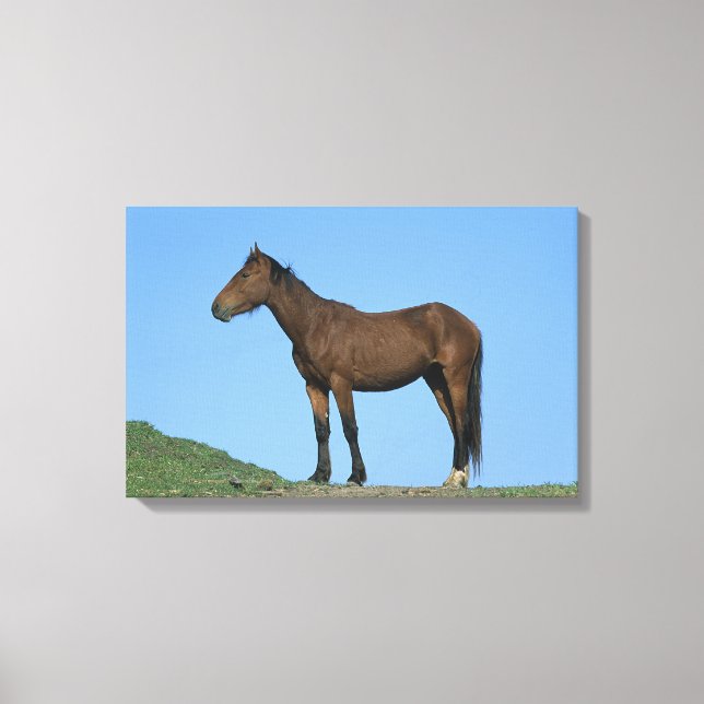 Wild Mustang Horse Canvas Print (Front)