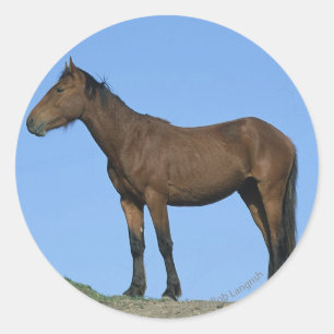 Wild Mustang Horse Classic Round Sticker
