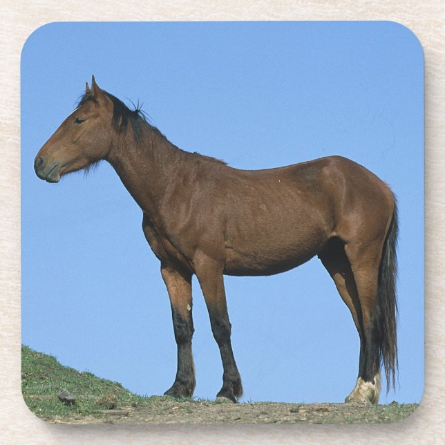 Wild Mustang Horse Coaster (Front)