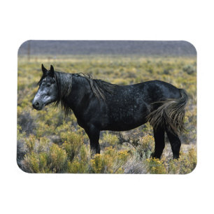 Wild Mustang Horse in the Desert Magnet