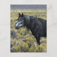 Wild Mustang Horse in the Desert