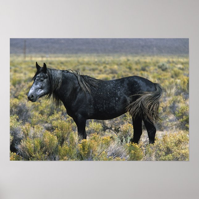 Wild Mustang Horse in the Desert Poster (Front)