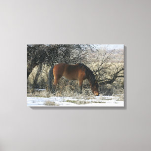 Wild Mustang Horse in the Snow 1 Canvas Print