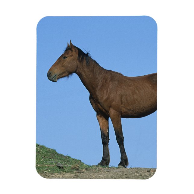 Wild Mustang Horse Magnet (Vertical)