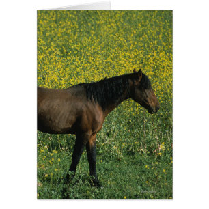 Wild Mustang Horse Standing in Flowers