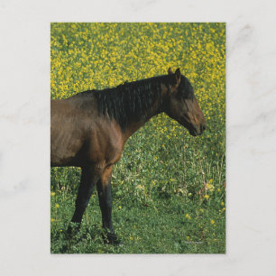Wild Mustang Horse Standing in Flowers Postcard