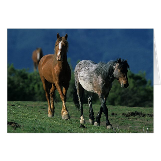 Wild Mustang Horses (Front Horizontal)